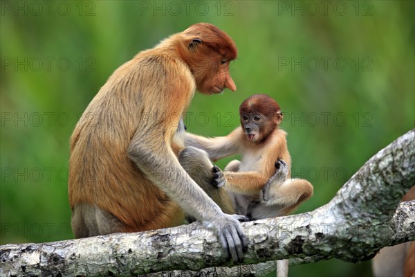 Proboscis Monkey (Nasalis larvatus)