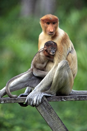 Proboscis Monkey (Nasalis larvatus)