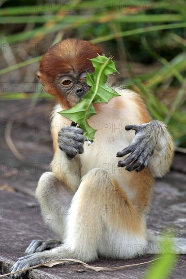 Proboscis Monkey (Nasalis larvatus)