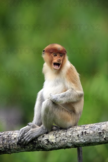 Proboscis Monkey (Nasalis larvatus)