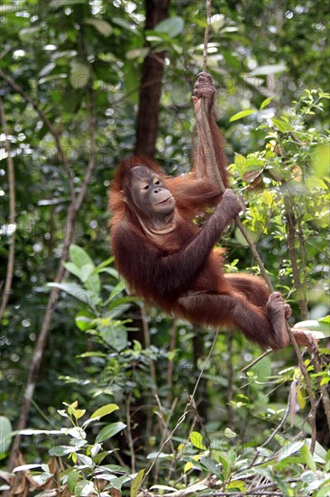 Orangutan (Pongo pygmaeus)