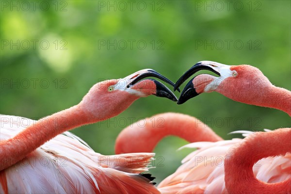 American Flamingos (Phoenicopterus ruber)