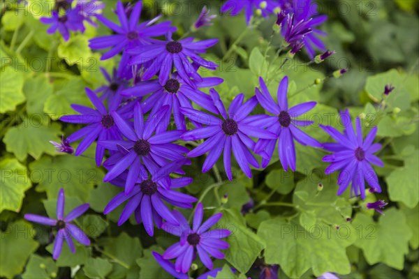 Blossoming Cape Daisy or Blue-eyed Daisy (Osteospermum)