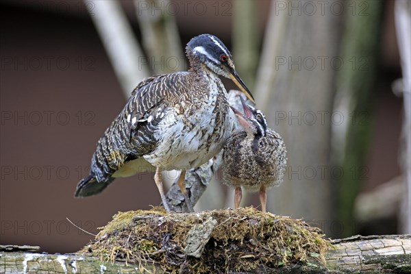 Sunbittern (Eurypyga helias)