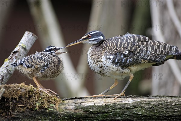 Sunbittern (Eurypyga helias)