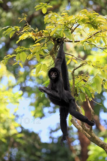 Black Spider Monkey (Ateles paniscus)