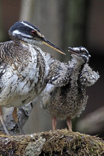 Sunbittern (Eurypyga helias)