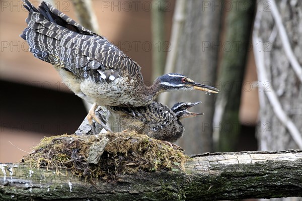 Sunbittern (Eurypyga helias)