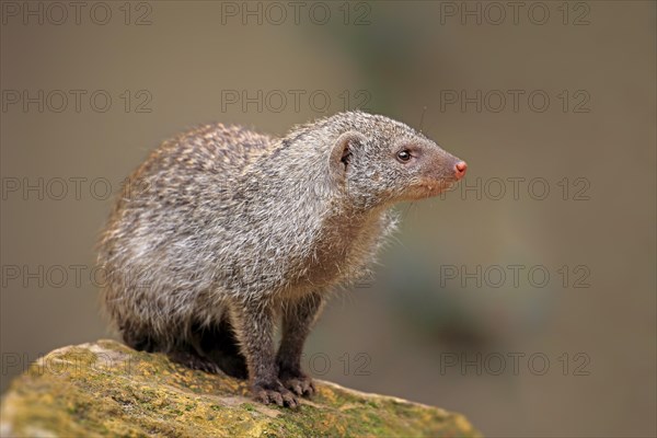 Banded Mongoose (Mungos mungo)