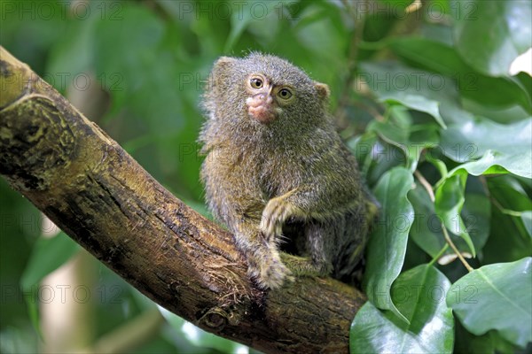 Pygmy Marmoset (Cebuella pygmaea) on a tree