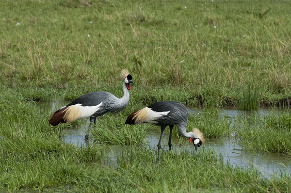 Black crowned cranes (Balearica pavonina)