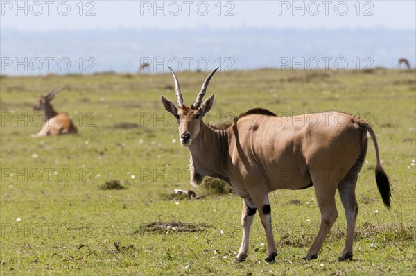 Eland (Taurotragus oryx)