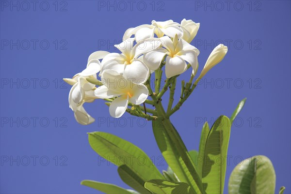 Frangipani (Plumeria) flowers