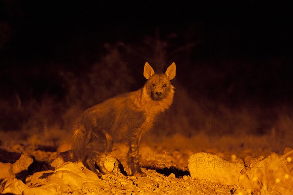 Brown Hyena (Parahyaena brunnea) at night