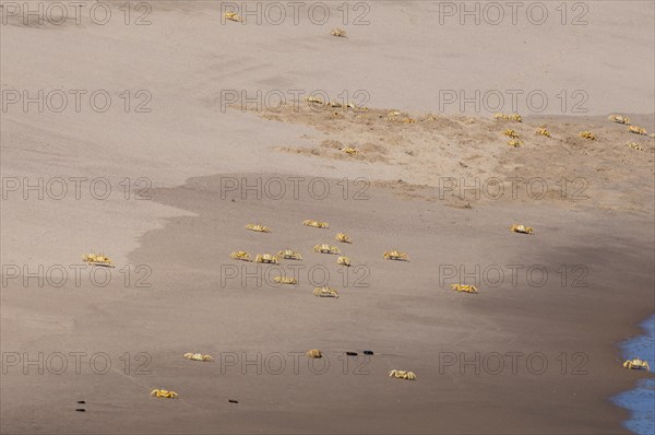 Ghost crabs (Ocypode cursor) on the beach