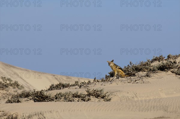 Black-backed Jackal (Canis mesomelas)