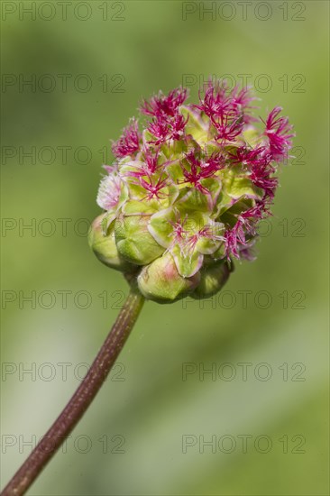 Salad Burnet