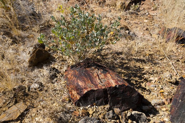 Petrified tree