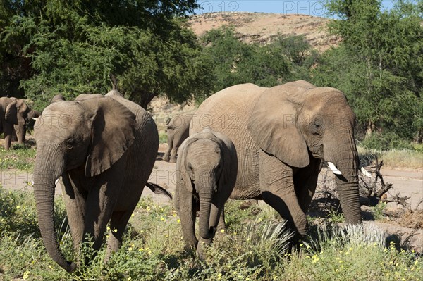 African elephants (Loxodonta africana)