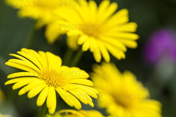 Leopard's Bane (Doronicum orientale)