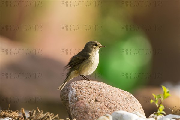 Common Chiffchaff (Phylloscopus collybita)