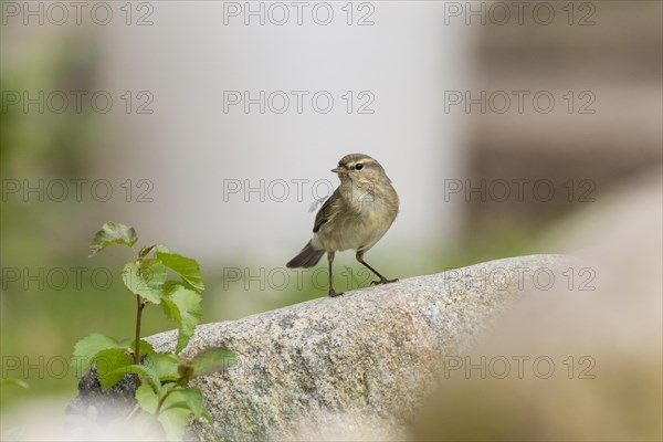 Common Chiffchaff (Phylloscopus collybita)