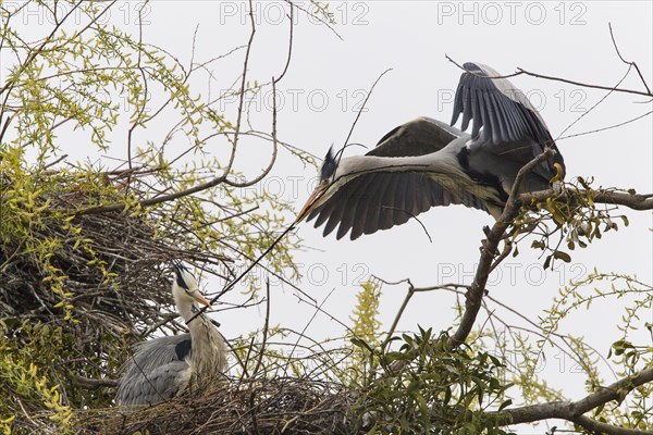 Grey Heron (Ardea cinerea)