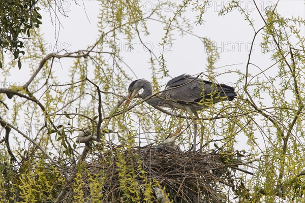 Grey Heron (Ardea cinerea)