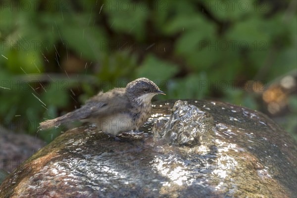 Lesser Whitethroat (Sylvia curruca)