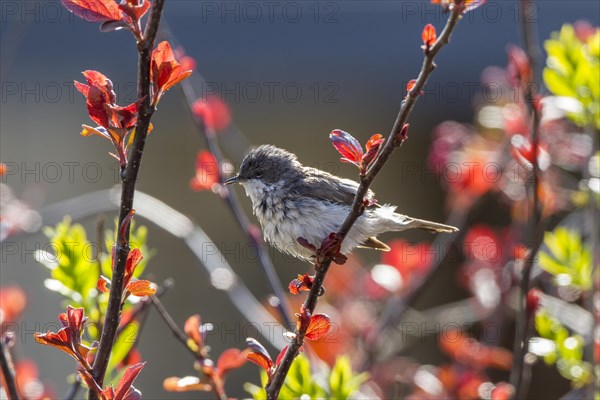 Lesser Whitethroat (Sylvia curruca)