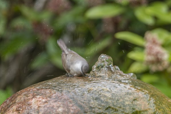 Lesser Whitethroat (Sylvia curruca)