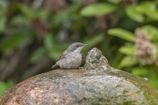 Lesser Whitethroat (Sylvia curruca)