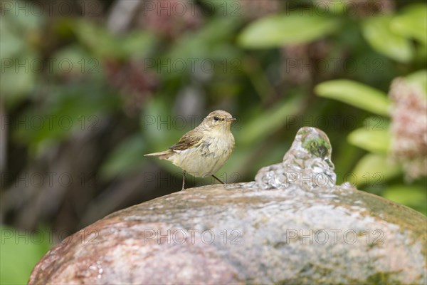 Willow Warbler (Phylloscopus trochilus)