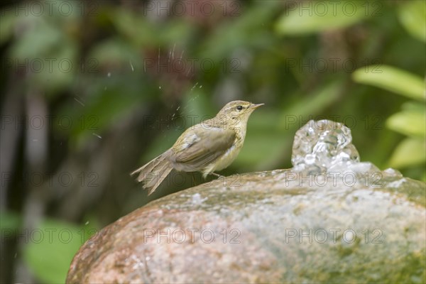 Willow Warbler (Phylloscopus trochilus)