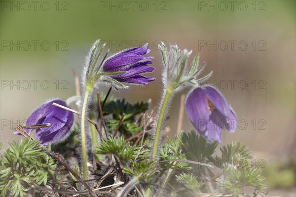 Common Pasque Flower or Dane's Blood (Pulsatilla vulgaris)