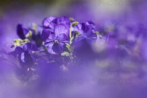 Garden Pansy (Viola wittrockiana)