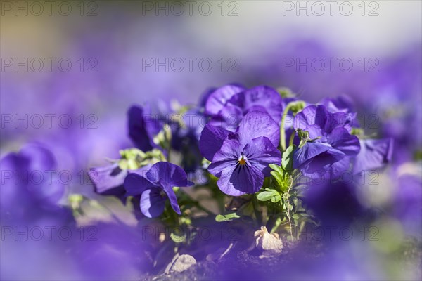 Garden Pansy (Viola wittrockiana)