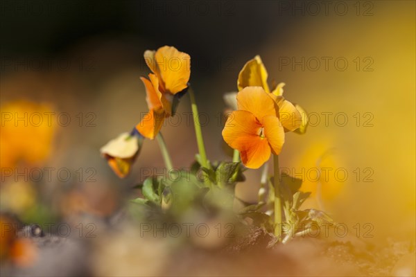 Garden Pansy (Viola wittrockiana)