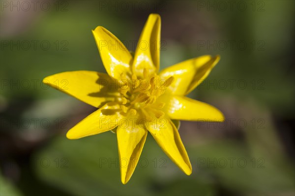 Lesser Celandine (Ficaria verna)