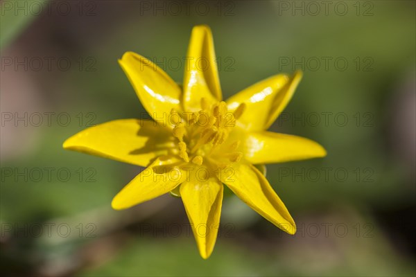 Lesser Celandine (Ficaria verna)