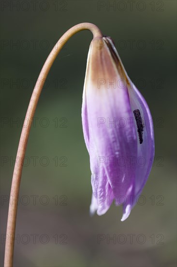 Dog-tooth Violet (Erythronium dens-canis)