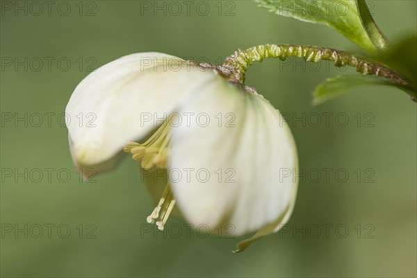 Lenten Rose or Oriental Hellebore (Helleborus orientalis)