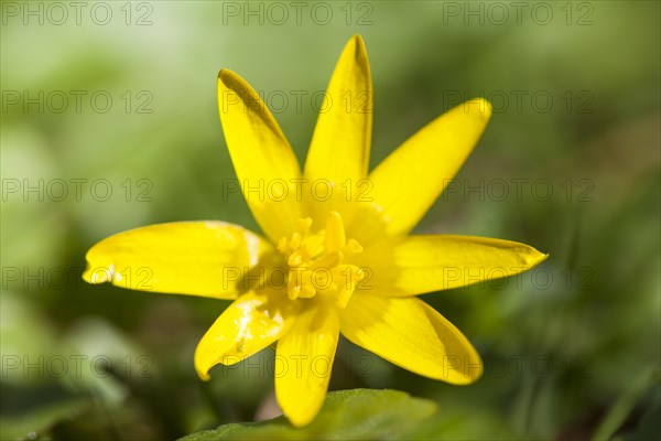 Lesser Celandine (Ficaria verna)