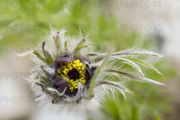 Common Pasque Flower or Dane's Blood (Pulsatilla vulgaris)