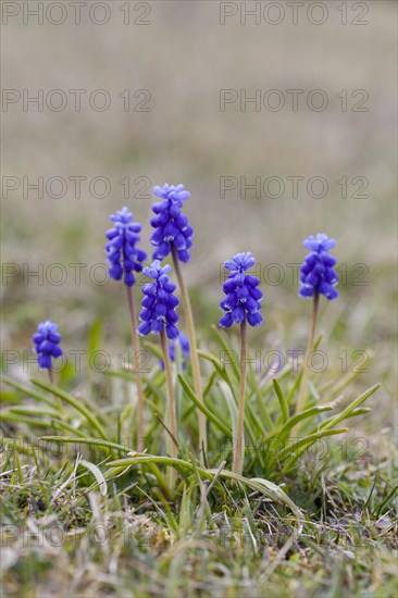 Grape Hyacinth (Muscari botryoides)