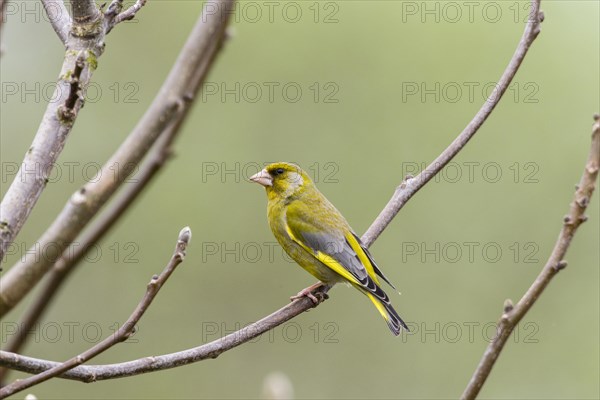 Greenfinch (Carduelis chloris)