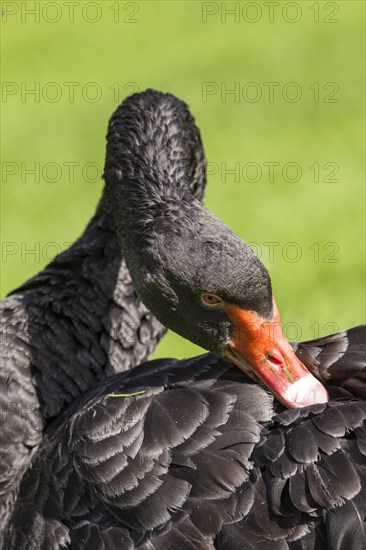 Black Swan (Cygnus atratus) during preening
