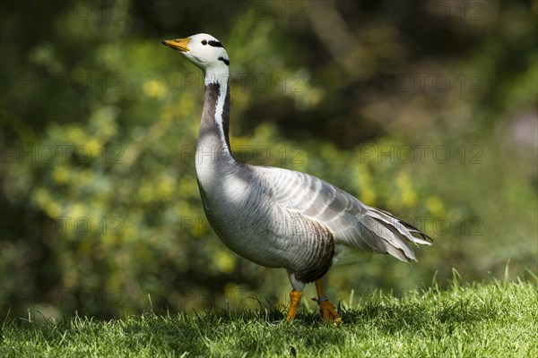 Bar-headed Goose (Anser indicus)