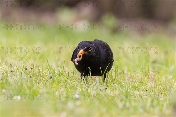 Blackbird (Turdus merula)