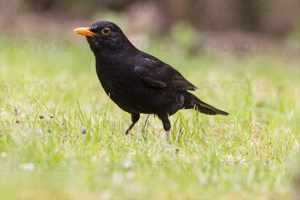 Blackbird (Turdus merula)